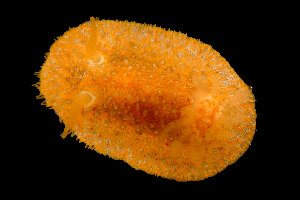  ( - SWNK055)  @11 [ ] by-sa  Unspecified Unspecified