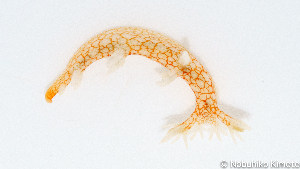  ( - SWNK005)  @11 [ ] by-sa  Unspecified Unspecified