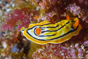  ( - SWNK084)  @11 [ ] by-sa  Unspecified Unspecified