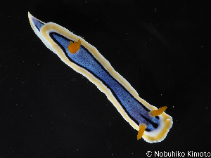  (Chromodoris annae - SWNK090)  @11 [ ] CreativeCommons - Attribution Share-Alike (2022) Nobuhiko Kimoto Seaslug.word