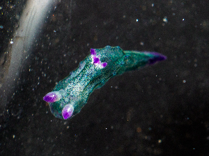  ( - SWNK092)  @11 [ ] by-sa  Unspecified Unspecified