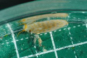  (Cerberilla - SWTA114)  @11 [ ] CreativeCommons - Attribution Share-Alike (2025) Unspecified Chiba University