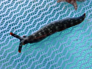  (Thuridilla ratna - SWRO096)  @11 [ ] CreativeCommons - Attribution Share-Alike (2025) Unspecified Chiba University