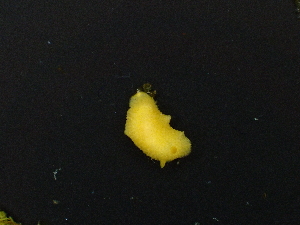  (Doriopsis - SWRO253)  @11 [ ] CreativeCommons - Attribution Share-Alike (2025) Unspecified Chiba University