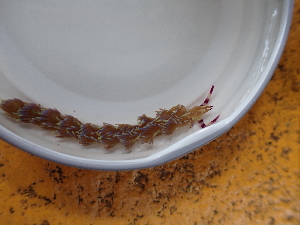  (Pteraeolidia semperi - SWRO002)  @11 [ ] by-sa  Unspecified Unspecified
