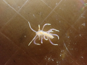  (Myrrhinidae - SWRO028)  @11 [ ] by-sa  Unspecified Unspecified