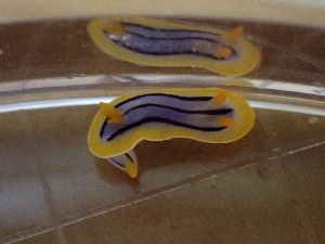  (Chromodoris colemani - SWRO030)  @11 [ ] by-sa  Unspecified Unspecified