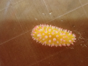  (Cadlinellidae - SWRO034)  @11 [ ] by-sa  Unspecified Unspecified