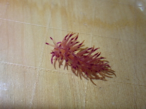  (Unidentiidae - SWRO056)  @11 [ ] by-sa  Unspecified Unspecified