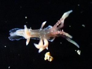  (Phyllodesmium acanthorhinum - SWRO065)  @11 [ ] by-sa  Unspecified Unspecified