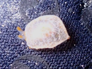  (Pleurobranchus - SWRO080)  @11 [ ] by-sa  Unspecified Unspecified