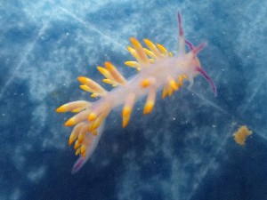  (Tenellia sibogae - SWRO093)  @11 [ ] by-sa  Unspecified Unspecified