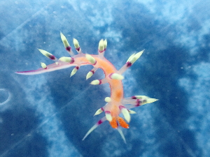  (Coryphellina exoptata - SWRO094)  @11 [ ] by-sa  Unspecified Unspecified