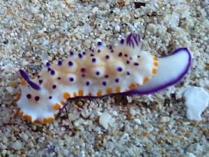  (Mexichromis multituberculata - SWRO113)  @11 [ ] by-sa  Unspecified Unspecified