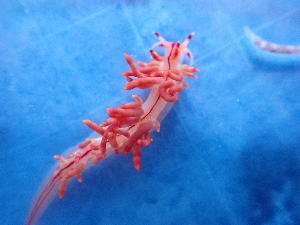  (Coryphellina - SWRO125)  @11 [ ] by-sa  Unspecified Unspecified