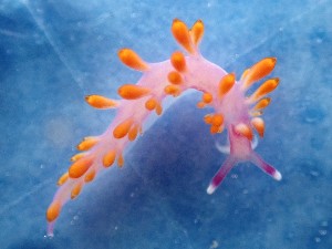  (Samlidae - SWRO126)  @11 [ ] by-sa  Unspecified Unspecified