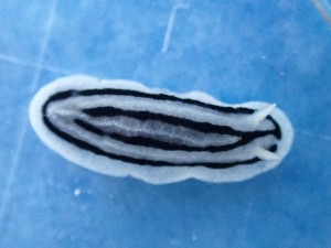  (Phyllidiopsis xishaensis - SWRO127)  @11 [ ] by-sa  Unspecified Unspecified