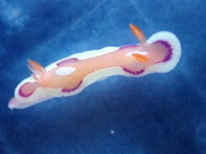  (Mexichromis pusilla - SWRO128)  @11 [ ] by-sa  Unspecified Unspecified