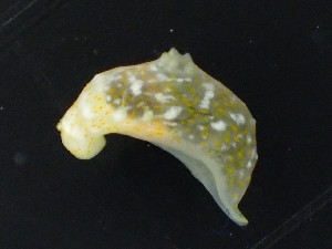  (Gymnodoris okinawae - SWRO152)  @11 [ ] by-sa  Unspecified Unspecified