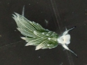  (Costasiella - SWRO173)  @11 [ ] by-sa  Unspecified Unspecified