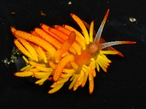 (Phestilla melanobrachia - SWRO196)  @11 [ ] by-sa  Unspecified Unspecified