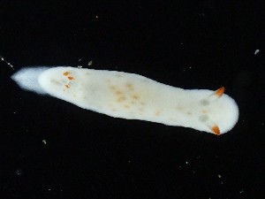  (Verconia simplex - SWRO209)  @11 [ ] by-sa  Unspecified Unspecified