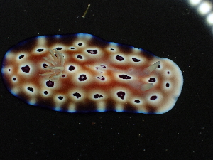  (Goniobranchus leopardus - SWRO215)  @11 [ ] by-sa  Unspecified Unspecified