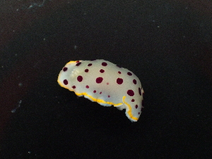  (Goniobranchus tumuliferus - SWRO219)  @11 [ ] by-sa  Unspecified Unspecified