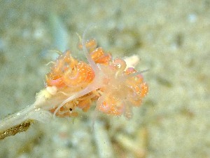  (Phyllodesmium poindimiei - SWRO228)  @11 [ ] by-sa  Unspecified Unspecified
