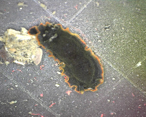  (Dendrodoris arborescens - SWTA008)  @11 [ ] by-sa  Unspecified Unspecified