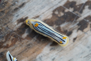  ( - SWTA032)  @11 [ ] by-sa  Unspecified Unspecified