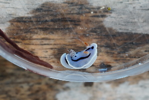  ( - SWTA034)  @11 [ ] by-sa  Unspecified Unspecified