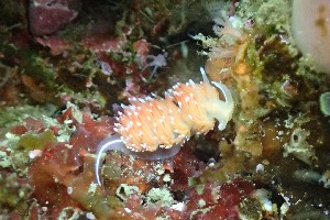  (Sakuraeolis enosimensis - SWTA086)  @11 [ ] by-sa  Unspecified Unspecified