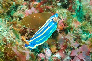  ( - SWTA090)  @11 [ ] by-sa  Unspecified Unspecified