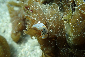  (Chromodoris orientalis - SWTA091)  @11 [ ] by-sa  Unspecified Unspecified