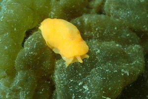  (Berthellina delicata - SWTA101)  @11 [ ] by-sa  Unspecified Unspecified