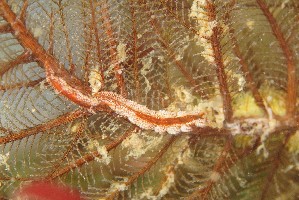  (Kabeiro - SWTA112)  @11 [ ] by-sa  Unspecified Unspecified