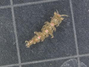  (Limenandra - SWTA170)  @11 [ ] by-sa  Unspecified Unspecified