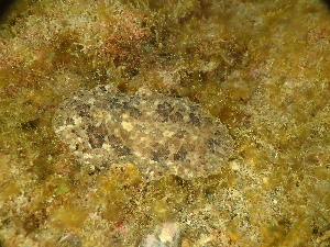  (Sebadoris - SWTA230)  @11 [ ] by-sa  Unspecified Unspecified