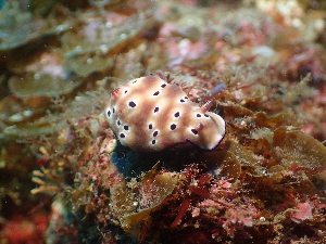  ( - SWTA231)  @11 [ ] by-sa  Unspecified Unspecified