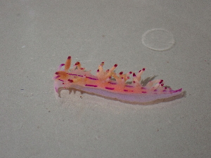  (Coryphellina lotos - SWTA235)  @11 [ ] by-sa  Unspecified Unspecified