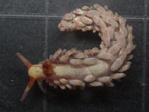  ( - SWTA242)  @11 [ ] by-sa  Unspecified Unspecified