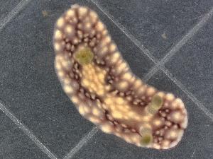  ( - SWTA246)  @11 [ ] by-sa  Unspecified Unspecified