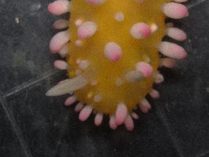  ( - SWTA247)  @11 [ ] by-sa  Unspecified Unspecified