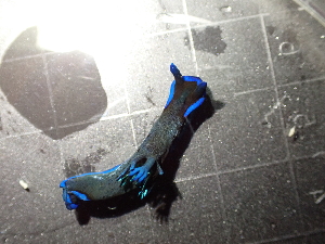  (Tambja morosa - SWTA249)  @11 [ ] by-sa  Unspecified Unspecified