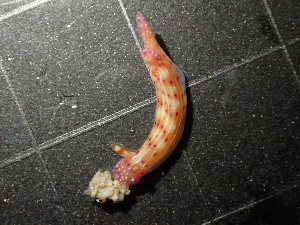  ( - SWTA251)  @11 [ ] by-sa  Unspecified Unspecified