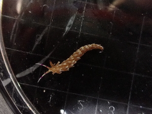  ( - SWTA253)  @11 [ ] by-sa  Unspecified Unspecified