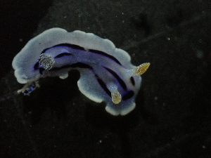  ( - SWTA257)  @11 [ ] by-sa  Unspecified Unspecified