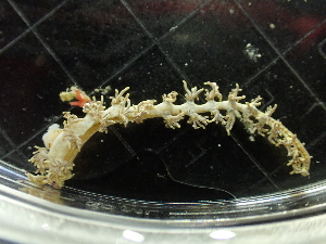  ( - SWTA258)  @11 [ ] by-sa  Unspecified Unspecified