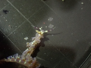  ( - SWTA260)  @11 [ ] by-sa  Unspecified Unspecified